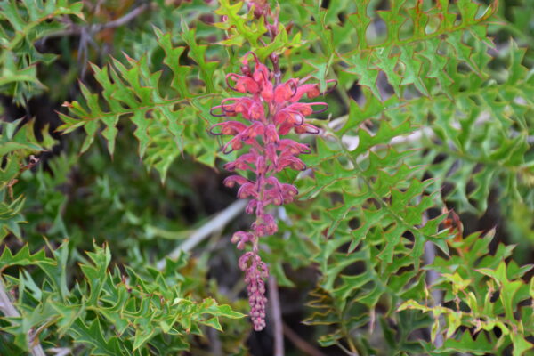 Grevillea bipinnatifida Fuchsia Grevillea with red tubular flowers and fern-like foliage at Kuranga Native Nursery