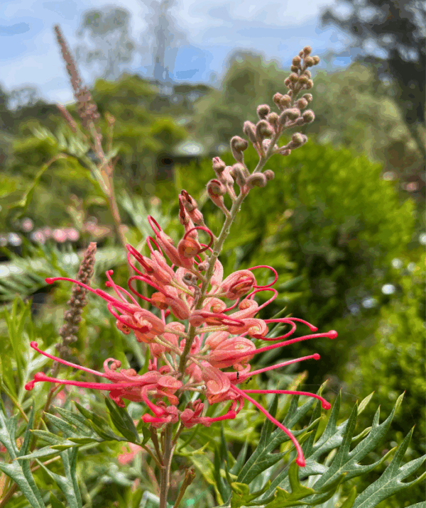 Grevillea Robyn Gordon with vibrant red-orange spider flowers attracting birds at Kuranga Native Nursery Related Plants
