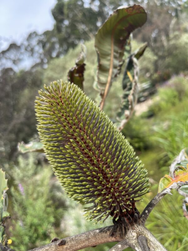 Banksia robur Swamp Banksia with golden flower spikes and coastal hardiness at Kuranga Native Nursery