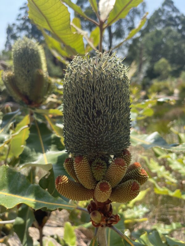 Banksia robur Swamp Banksia with golden flower spikes and coastal hardiness at Kuranga Native Nursery