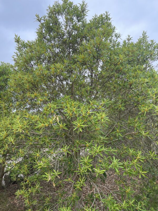 Callistemon Matthew Flinders with red bottlebrush flowers and weeping form at Kuranga Native Nursery