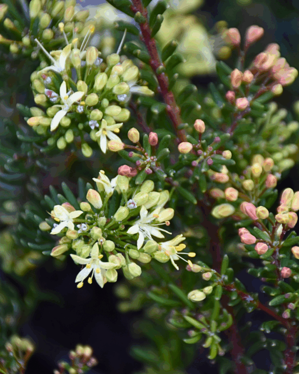 Leionema phylicifolium Yellow Form with bright yellow star flowers and heath foliage at Kuranga Native Nursery