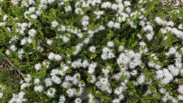 Kunzea pomifera Muntries with sweet edible berries and prostrate groundcover form at Kuranga Native Nursery