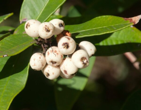 Austromyrtus dulcis Midgen Berry with sweet edible berries and compact form at Kuranga Native Nursery