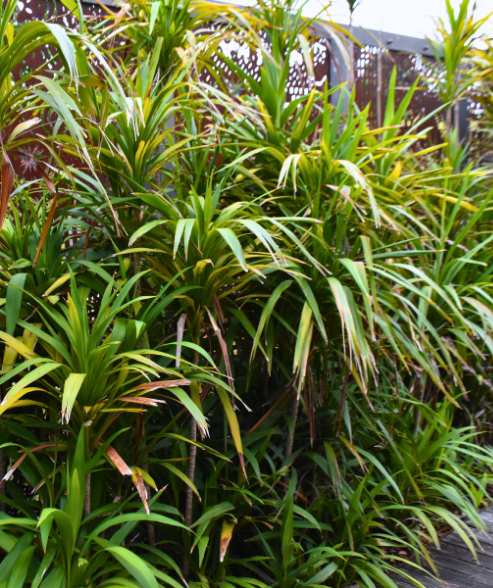 Cordyline congesta ‘Broad-leaved Palm Lily’