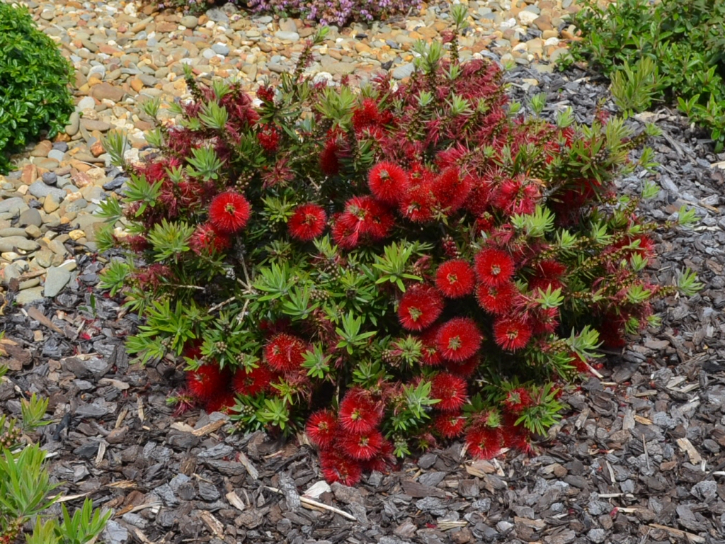 Callistemon ‘Matthew Flinders’