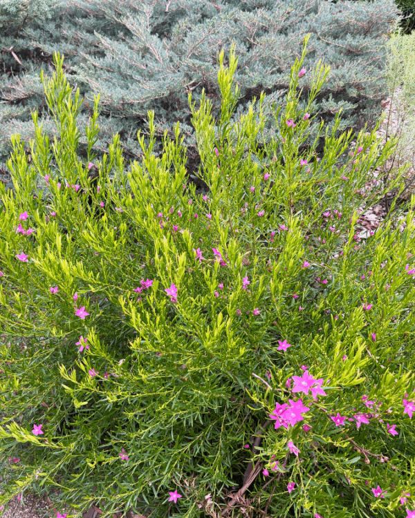 Crowea Festival with pink star flowers and compact native shrub form at Kuranga Native Nursery