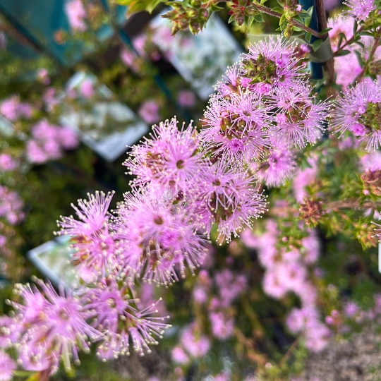 Kunzea ambigua ‘Pink’