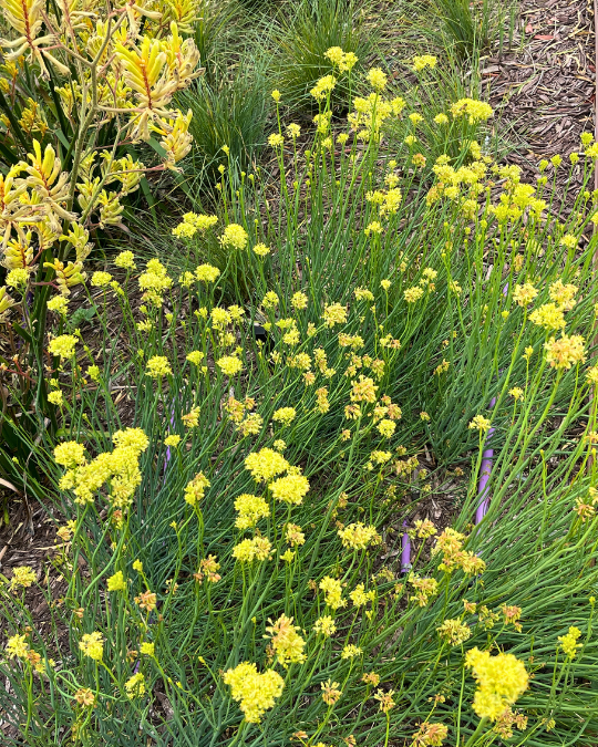 Glischrocaryon flavescens Yellow-Flowered Box Myrtle with yellow flowers at Kuranga Native Nursery