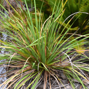 Libertia paniculata Grass Flag with starry white flowers and glossy strap foliage at Kuranga Native Nursery