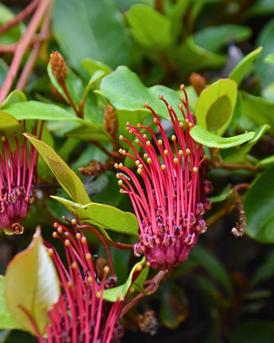 Grevillea laurifolia with red spider flowers and distinctive large leaves at Kuranga Native Nursery