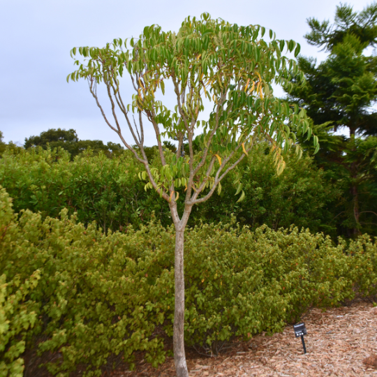 Polyscias elegans Celery Wood with white flowers and glossy compound foliage at Kuranga Native Nursery