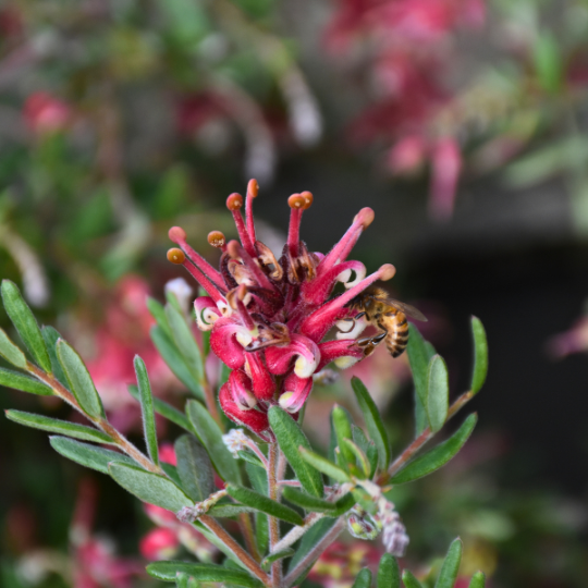 Grevillea Honeyeater Heaven with red spider flowers and bird-attracting qualities at Kuranga Native Nursery