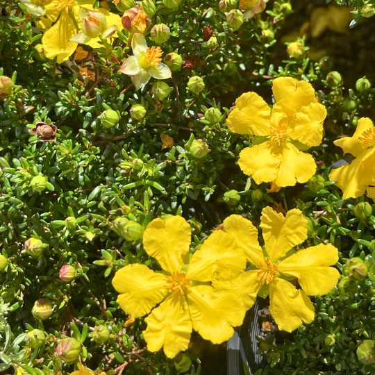 Hibbertia pedunculata Boomers Hibbertia with yellow flowers and prostrate groundcover habit at Kuranga Native Nursery