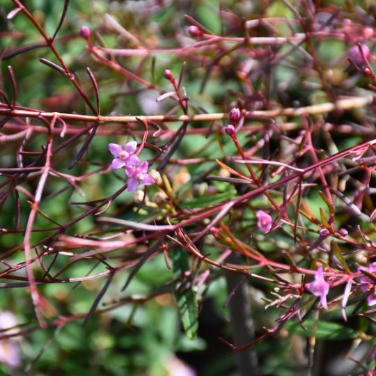 Boronia filifolia with pink flowers and distinctive fine thread-like foliage at Kuranga Native Nursery