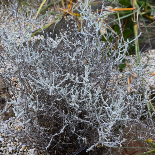 Leucophyta brownii ‘Cushion Bush’