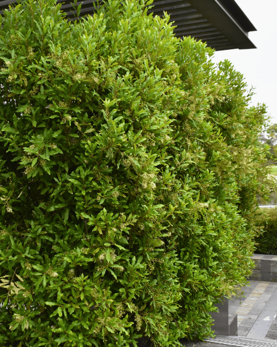 Lomatia arborescens ‘Tree Lomatia’