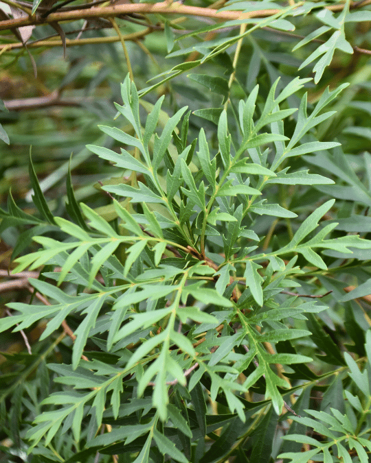 Lomatia silaifolia Ivory Lace with white flowers and distinctive divided parsley-like foliage at Kuranga Native Nursery
