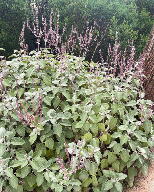 Plectranthus argentatus Silver with soft silver foliage and blue-white flowers at Kuranga Native Nursery