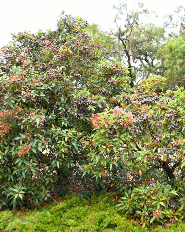 Corymbia ficifolia Baby Orange with brilliant orange flowers and compact form at Kuranga Native Nursery