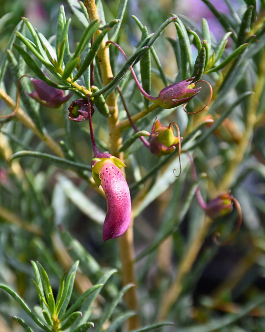 Eremophila ‘Magenta Dream’