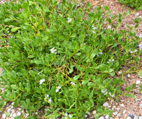 Scaevola calendulacea ‘Dune Fan Flower’