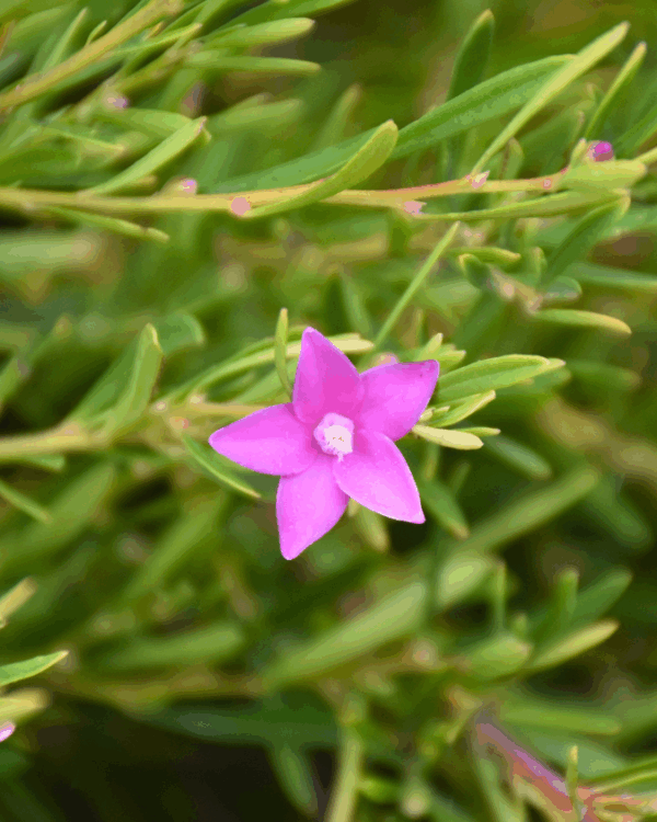 Crowea Festival with pink star flowers and compact native shrub form at Kuranga Native Nursery