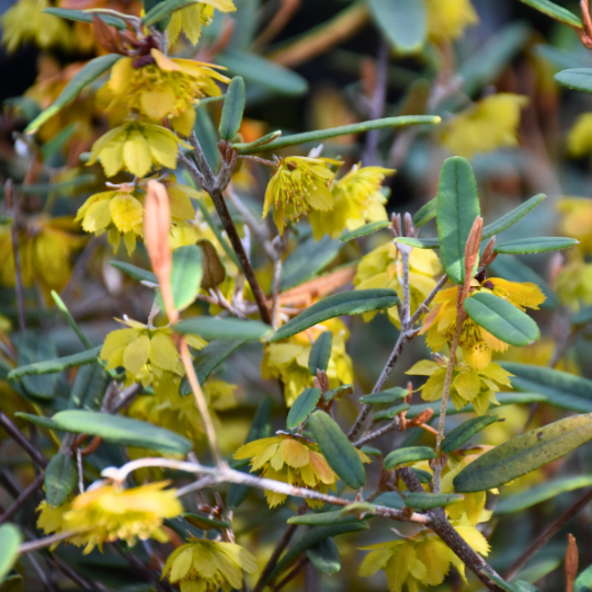 Siegfriedia darwinioides ‘Darwin’s Siegfriedia’