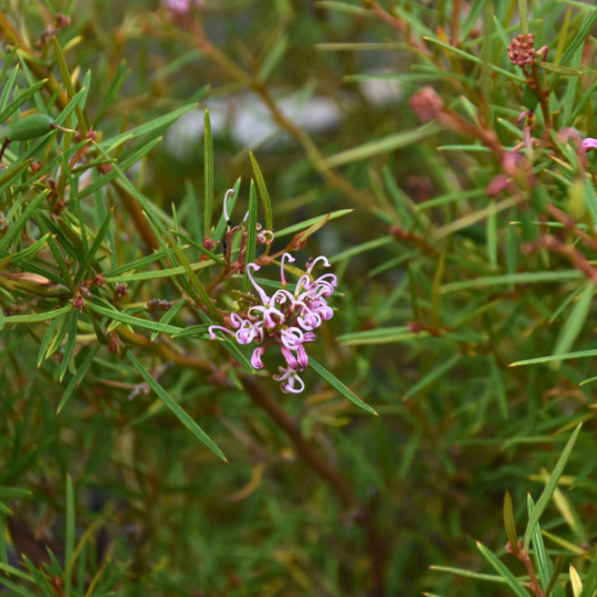 Grevillea patulifolia Swamp Grevillea with pink spider flowers and critically endangered status at Kuranga Native Nursery