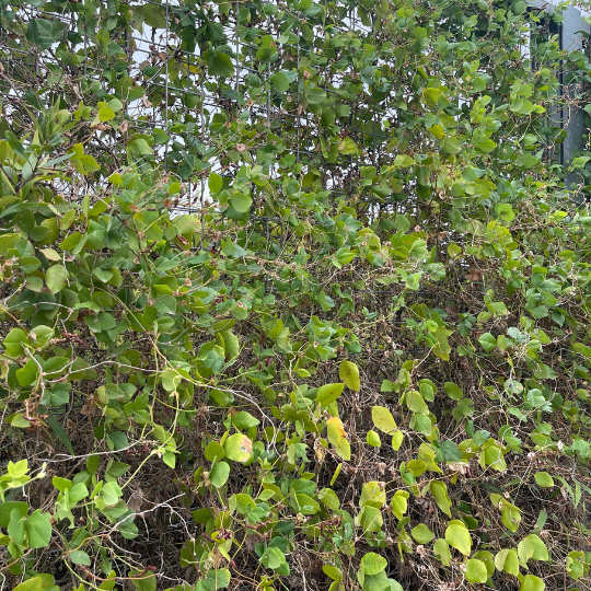 Kennedia lateritia ‘Augusta Kennedia’