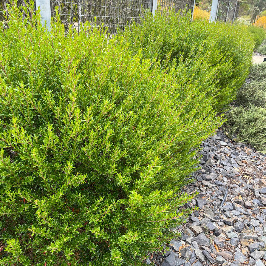 Leionema Phebalium ‘Green Screen’