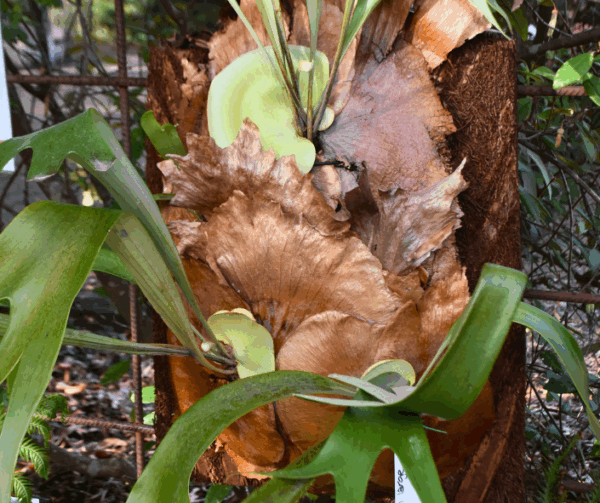 Platycerium bifurcatum Elkhorn Fern with nest leaves and bifurcating fertile fronds at Kuranga Native Nursery