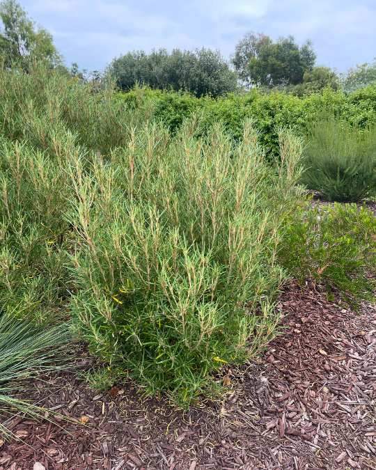 Diplolaena angustifolia Yanchep Rose with pink flowers and aromatic foliage at Kuranga Native Nursery