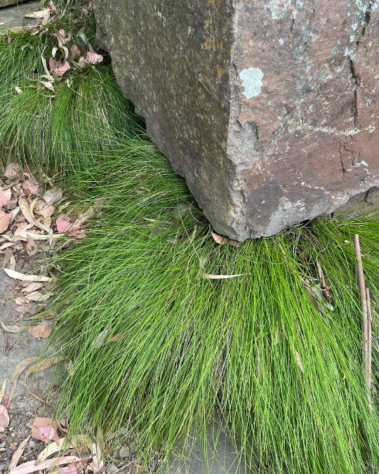 Lomandra confertifolia leptostachya with narrow channelled leaves and hardy form at Kuranga Native Nursery