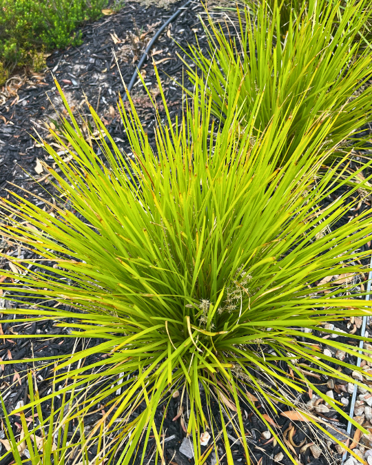 Lomandra confertifolia pallida Little Pal with compact bright green foliage at Kuranga Native Nursery