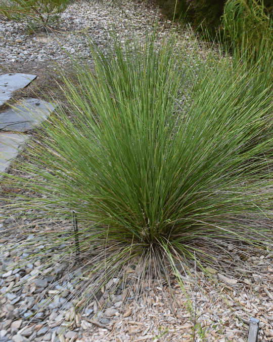 Lomandra patens Spreading Lomandra with silver-grey leaves and blue-purple flowers at Kuranga Native Nursery