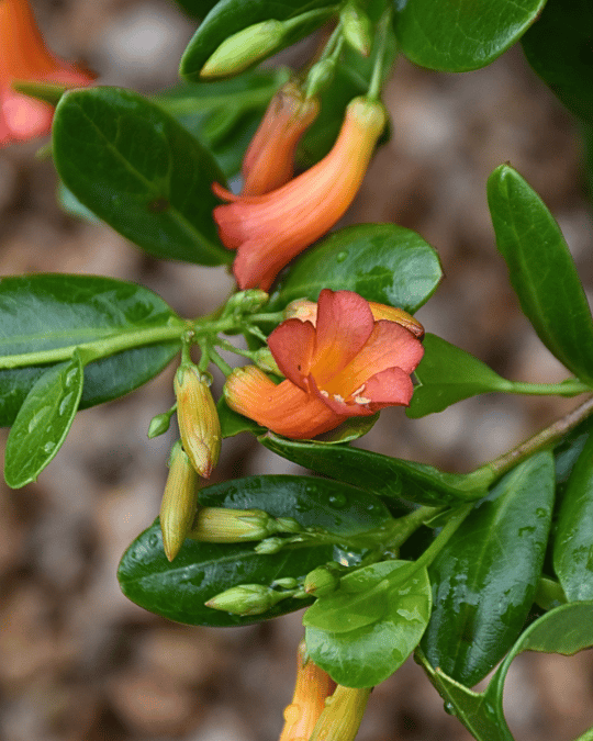Marianthus paralius