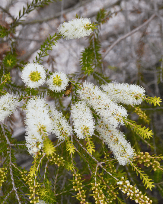 Melaleuca lanceolata ‘Moonah’