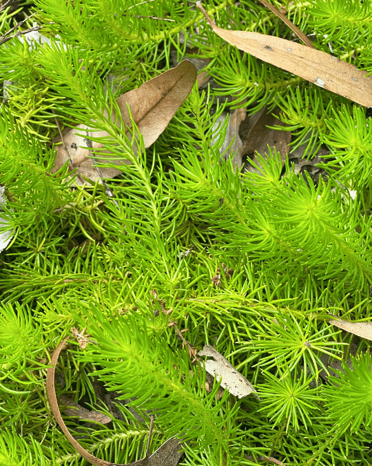 Persoonia chamaepitys Mountain Geebung with yellow-orange flowers and pine-like foliage at Kuranga Native Nursery