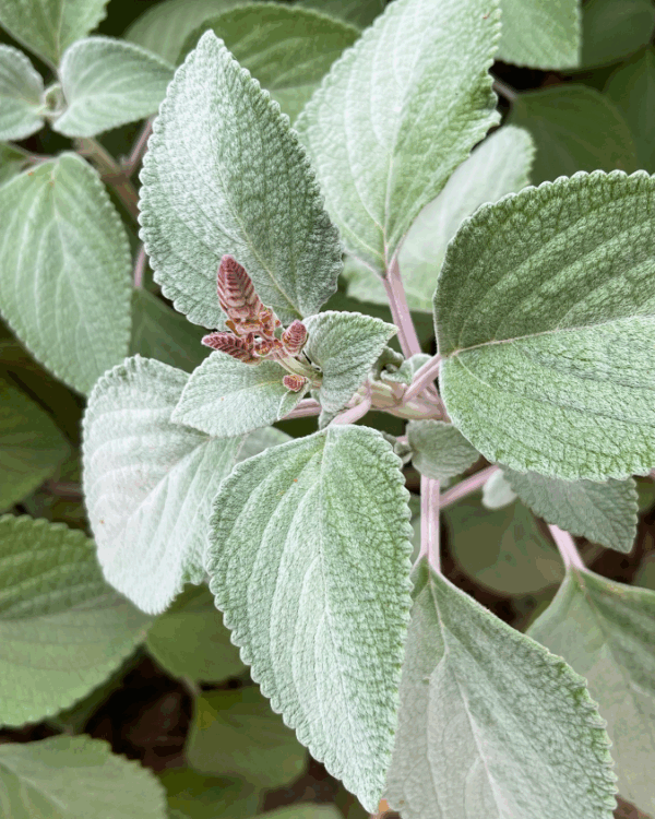 Plectranthus argentatus Silver with soft silver foliage and blue-white flowers at Kuranga Native Nursery