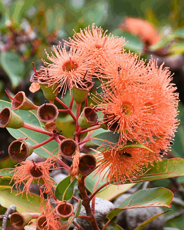 Corymbia ficifolia Baby Orange with brilliant orange flowers and compact form at Kuranga Native Nursery
