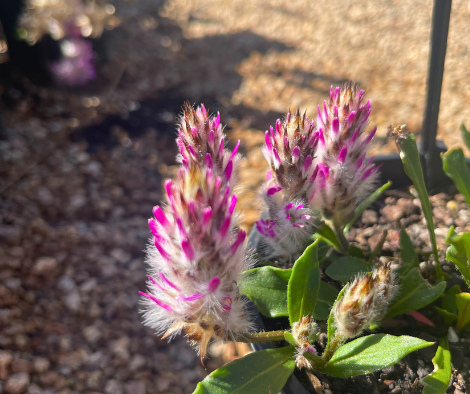 Ptilotus manglesii Rose-tipped Mulla Mulla with rose-tipped flower spikes at Kuranga Native Nursery