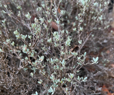 Rhagodia spinescens ‘Hedge saltbush’