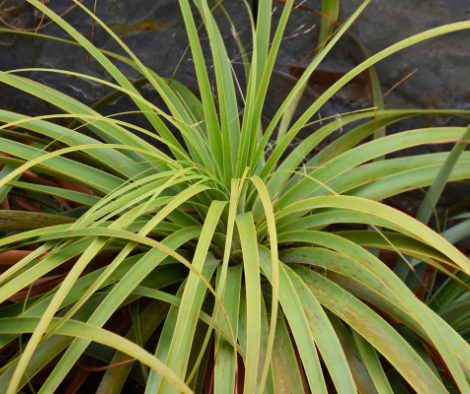 Richea pandanifolia Giant Grass Tree with white flower spikes and sword-like leaves at Kuranga Native Nursery