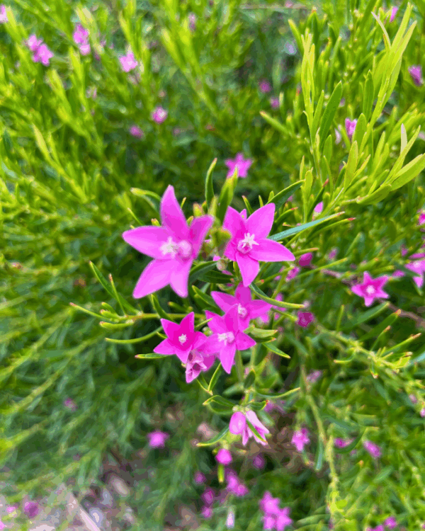 Crowea Festival with pink star flowers and compact native shrub form at Kuranga Native Nursery