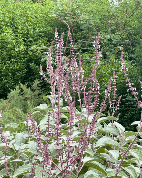 Plectranthus argentatus Silver with soft silver foliage and blue-white flowers at Kuranga Native Nursery