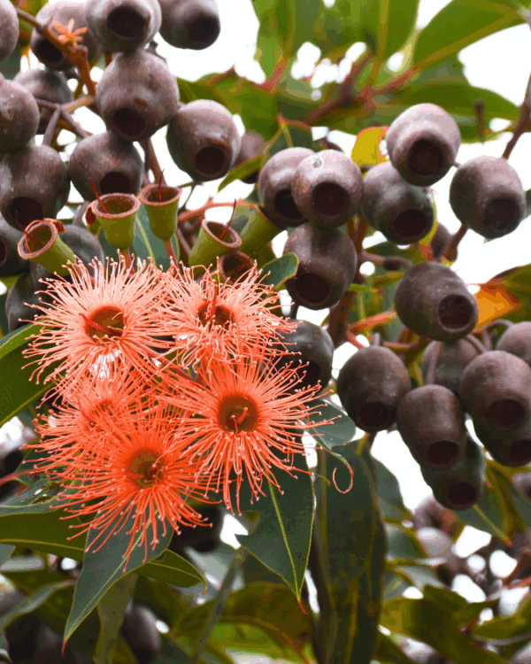 Corymbia ficifolia Baby Orange with brilliant orange flowers and compact form at Kuranga Native Nursery