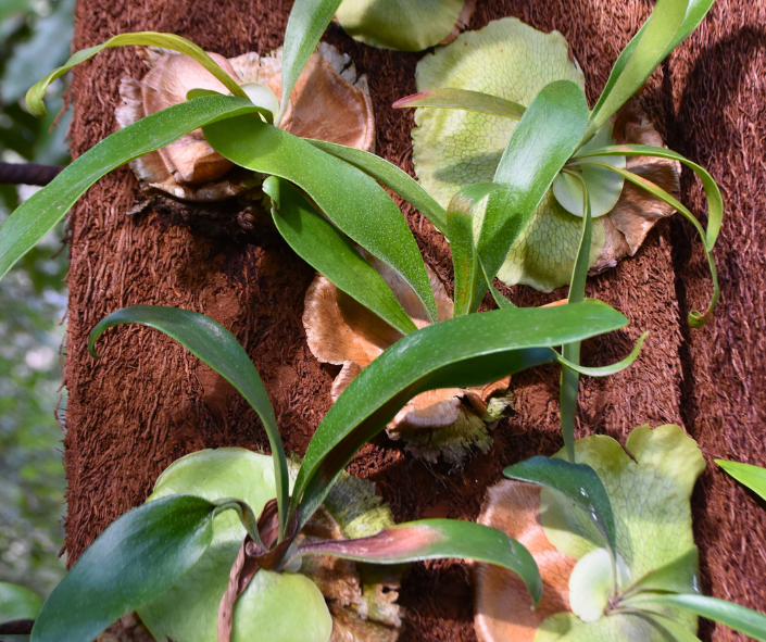 Platycerium bifurcatum Elkhorn Fern with nest leaves and bifurcating fertile fronds at Kuranga Native Nursery