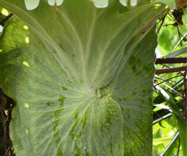 Platycerium superbum Staghorn Fern with dramatic antler fronds and epiphytic form at Kuranga Native Nursery