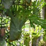 Platycerium superbum Staghorn Fern with dramatic antler fronds and epiphytic form at Kuranga Native Nursery